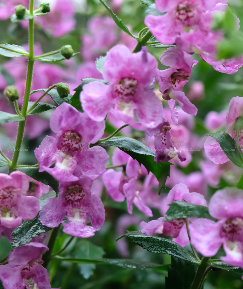 Hoa ngọc hân  - Violet Nhật