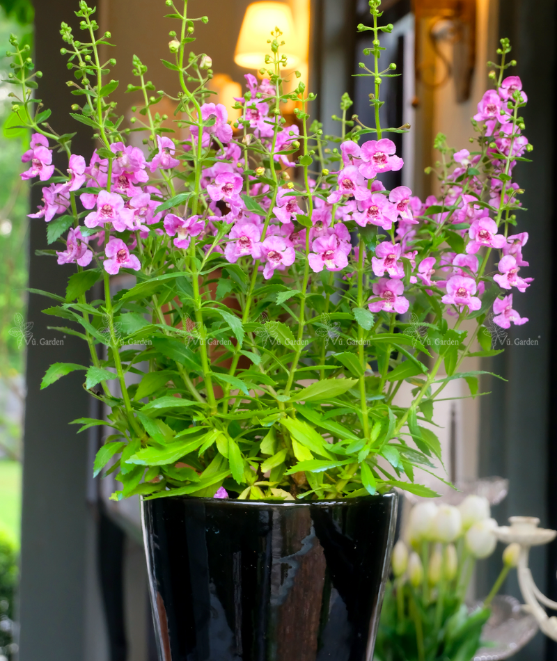 Hoa ngọc hân  - Violet Nhật