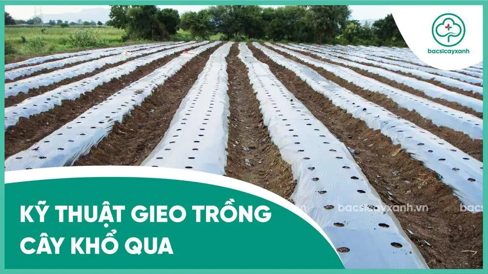 Cách Trồng Mướp Đắng Bằng Hạt: Hướng Dẫn Gieo Trồng Và Chăm Sóc Chi Tiết Cách Trồng Mướp Đắng Bằng Hạt: Hướng Dẫn Gieo Trồng Và Chăm Sóc Chi Tiết