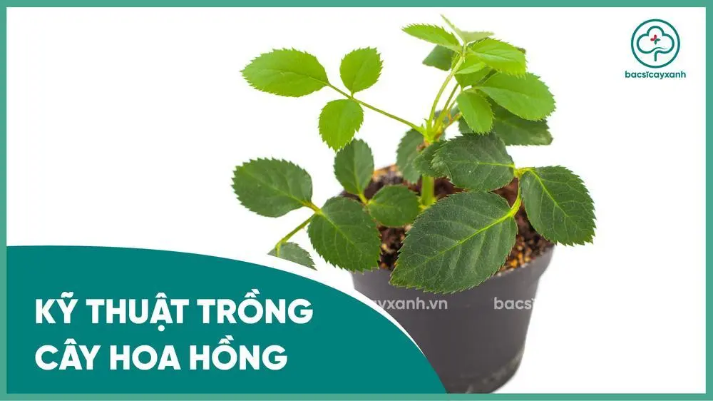 Cách Trồng Hồng Chiết Cành Chuẩn Kỹ Thuật Giúp Cây Sống Khỏe Cách Trồng Hồng Chiết Cành Chuẩn Kỹ Thuật Giúp Cây Sống Khỏe