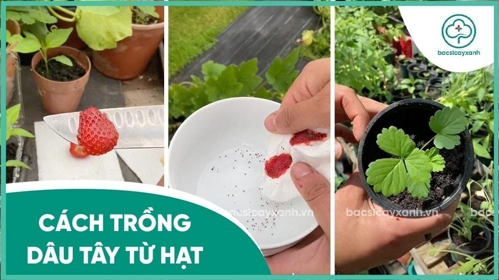 Cách Trồng Dâu Tây Chịu Nhiệt Bằng Hạt Hiệu Quả Từ A Đến Z Cách Trồng Dâu Tây Chịu Nhiệt Bằng Hạt Hiệu Quả Từ A Đến Z