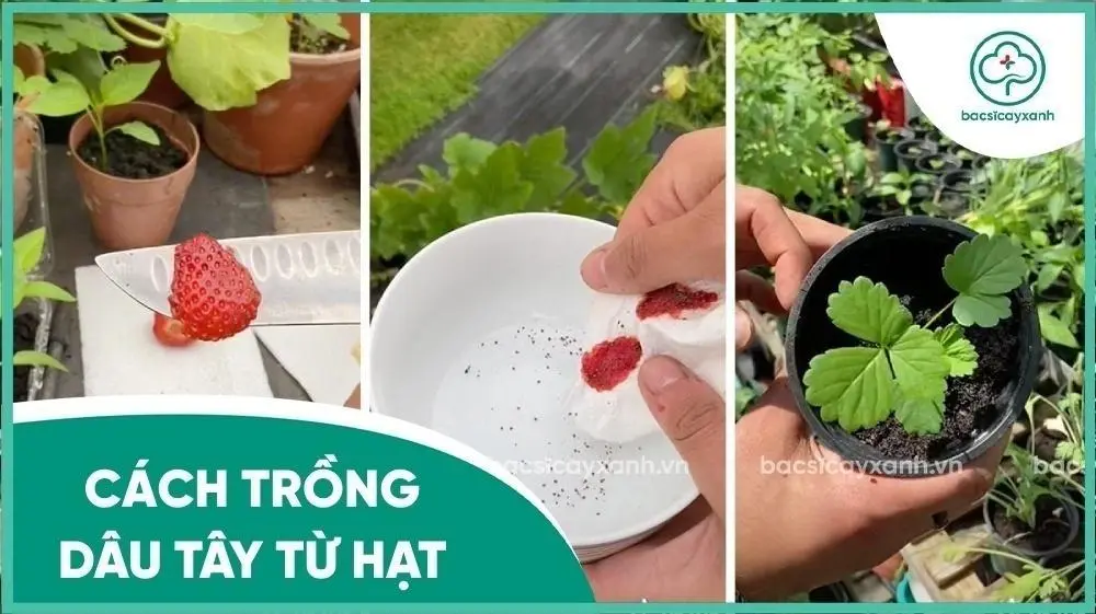 Cách Trồng Cây Dâu Tây Bằng Hạt: Bí Quyết Từ Chuyên Gia Vũ Garden Cách Trồng Cây Dâu Tây Bằng Hạt: Bí Quyết Từ Chuyên Gia Vũ Garden