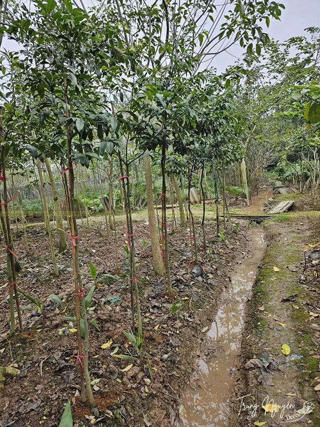 Cách Trồng Cây Thị Thơm: Hướng Dẫn Toàn Diện Từ Chuyên Gia Vũ Garden