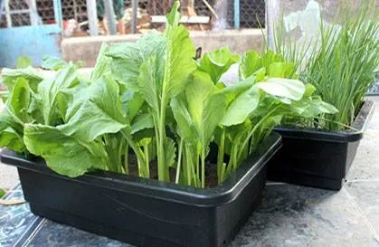 Một dãy chậu trồng rau thông minh kích thước lớn với thiết kế màu sắc đa dạng