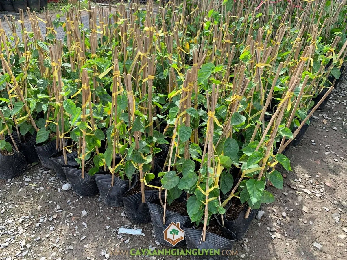 Cây Hoa Thiên Lý được trồng trên giàn chuyên nghiệp