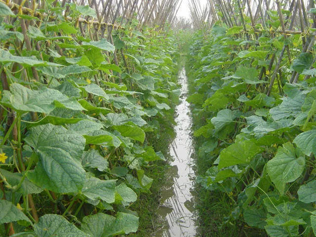 Dưa chuột đang phát triển trong vườn