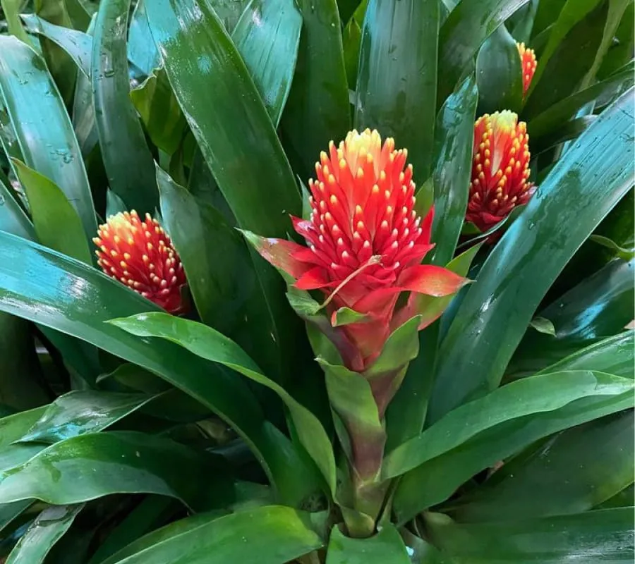 Hình ảnh cận cảnh một chậu Cây Phong Lộc Hoa đang nở hoa màu đỏ rực rỡ