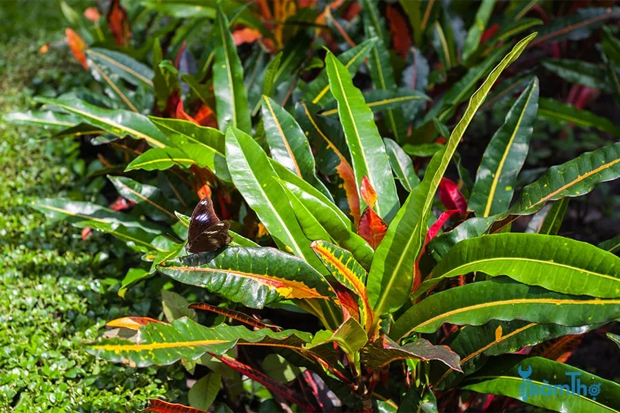 Cách Trồng Cây Cô Tòng Croton Chi Tiết Từ A Đến Z Cây cô tòng lá đốm Croton