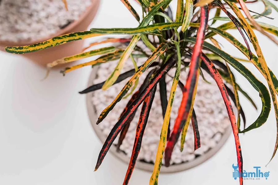 Cách Trồng Cây Cô Tòng Croton Chi Tiết Từ A Đến Z Cây cô tòng lá lỗ đốm Croton