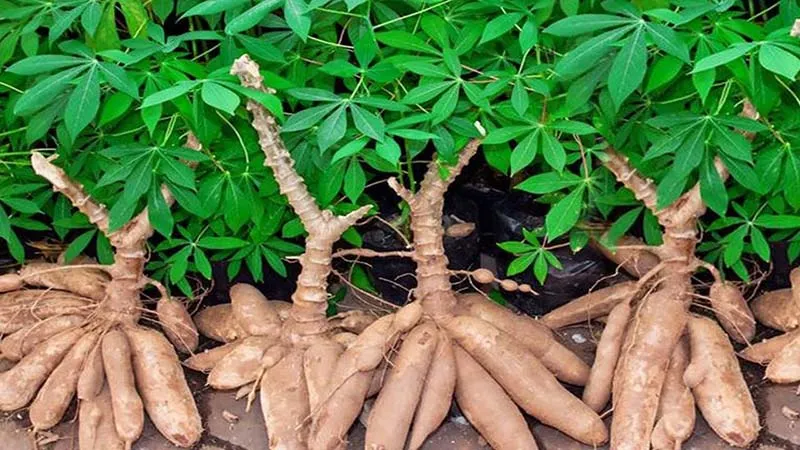 Quy trình kỹ thuật trồng cây khoai mì đúng cách