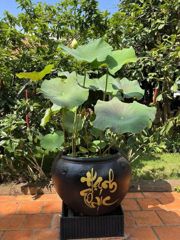 Ý nghĩa văn hóa của hoa sen trong đời sống