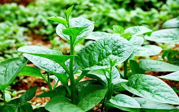 Sơ đồ bố trí rau mồng tơi trong chậu xốp để tối ưu không gian