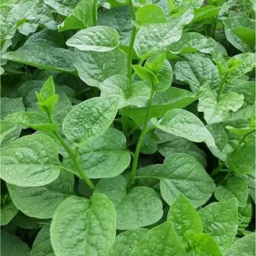 Kỹ thuật trồng mồng tơi trong thùng xốp đơn giản tại nhà