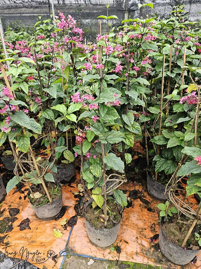 Cách Trồng Cây Khoai Lang Và Khám Phá Không Gian Xanh Vũ Garden