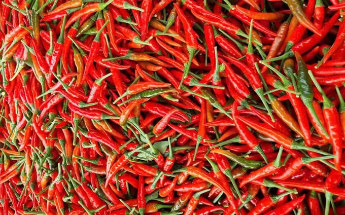 Giống ớt chỉ thiên lai F1 được trồng tại Hợp tác xã Dịch vụ nông nghiệp Hòa Hội