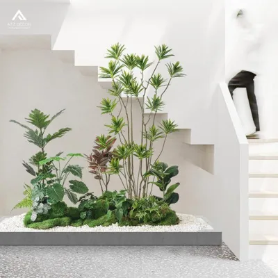 Cây Ổi Bần đang đậu quả non, minh họa cho cách trồng cây bần ổi