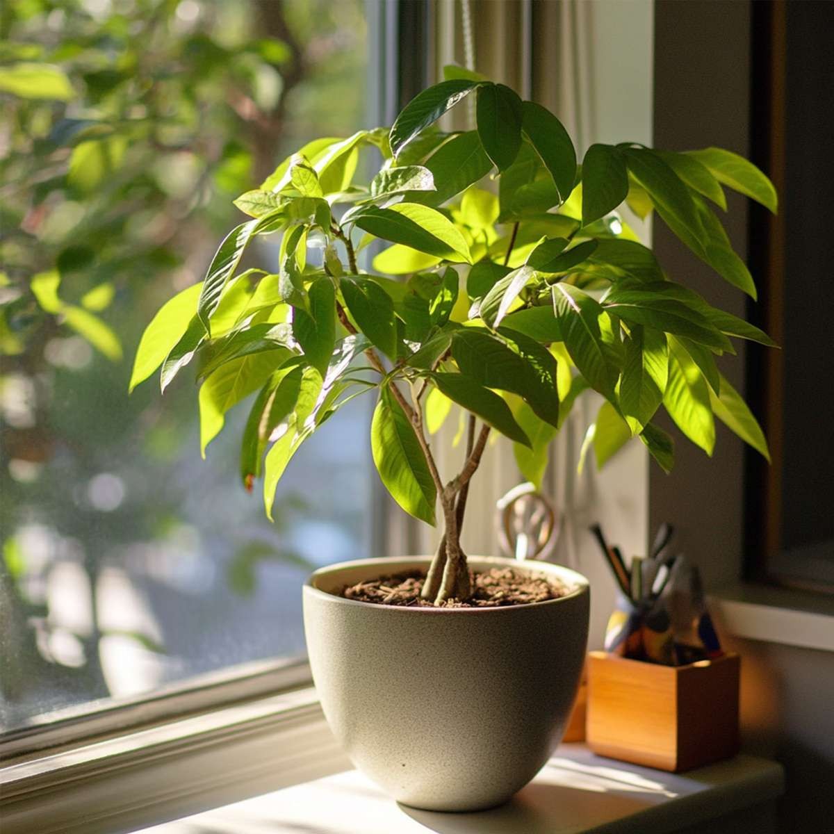 Cách Trồng Phong Lan Vào Chậu Đúng Kỹ Thuật Ngăn Ngừa Úng Nước