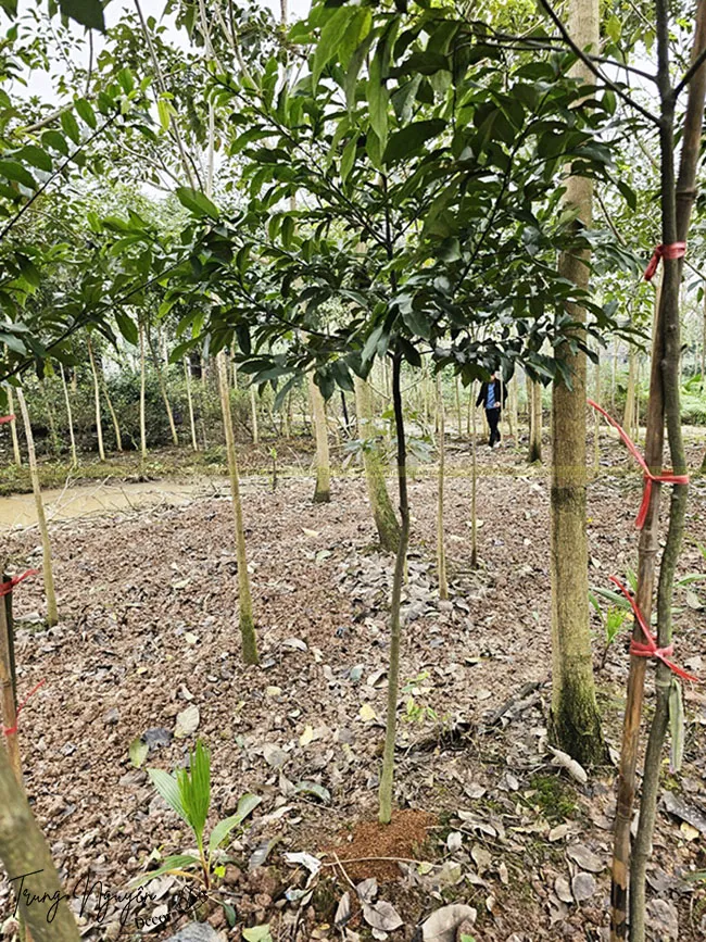 Cách Trồng Cây Thị Thơm: Hướng Dẫn Toàn Diện Từ Chuyên Gia Vũ Garden