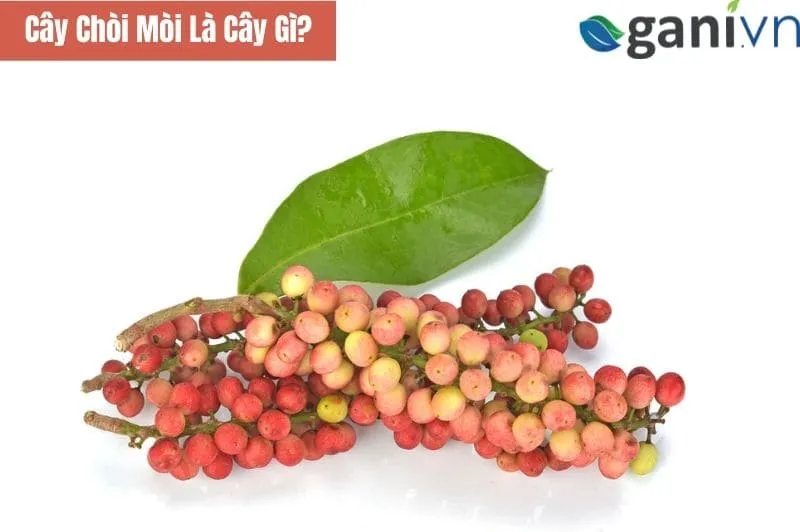 Cây chòi mòi trưởng thành với thân gỗ và lá xanh đặc trưng