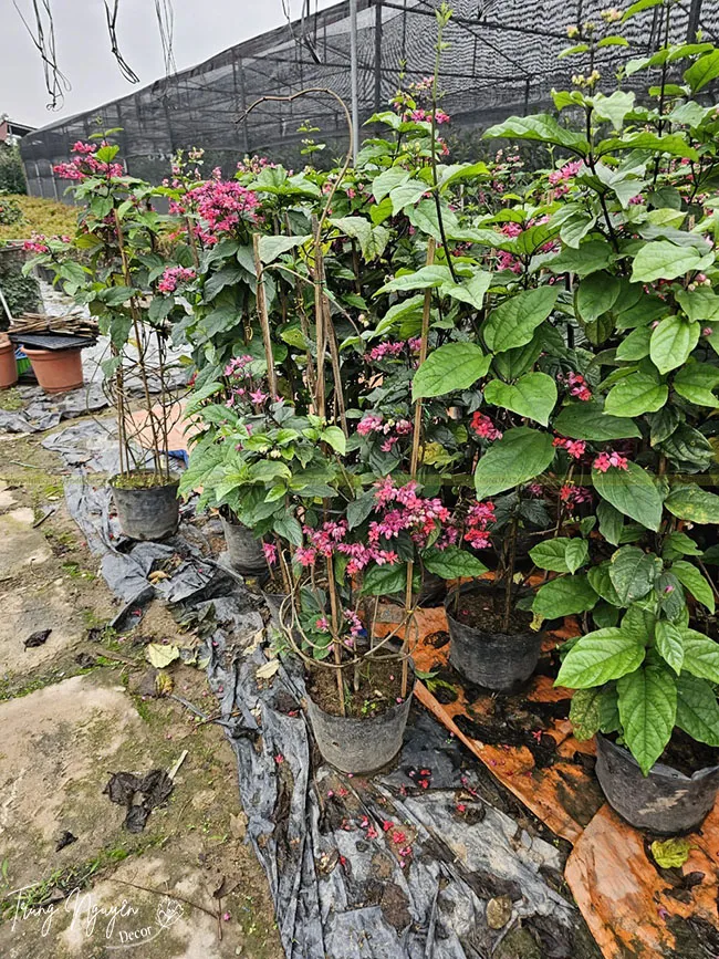 Cách Trồng Cây Khoai Lang Và Khám Phá Không Gian Xanh Vũ Garden