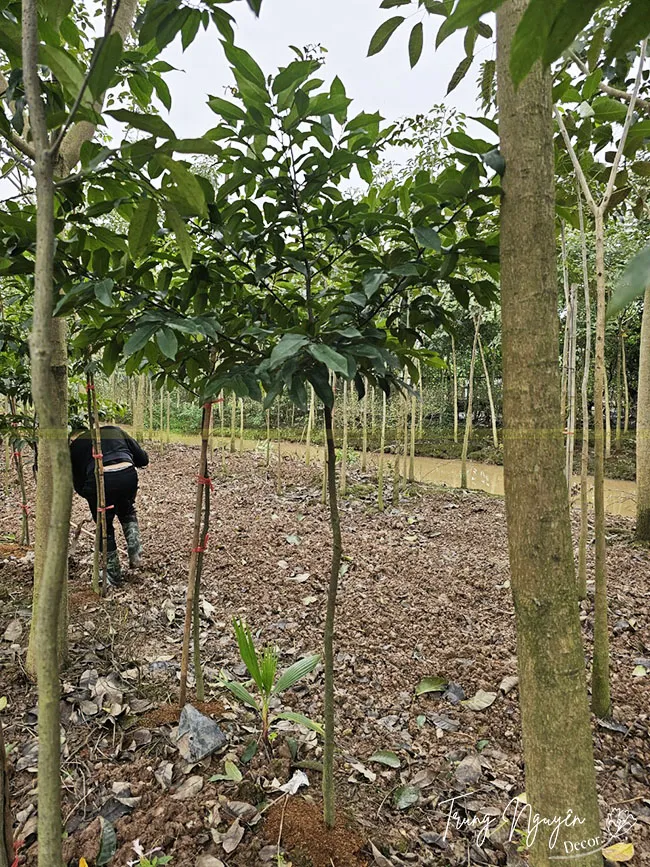 Cách Trồng Cây Thị Thơm: Hướng Dẫn Toàn Diện Từ Chuyên Gia Vũ Garden