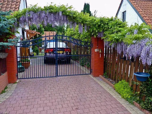 Cây hoa Tử Đằng trang trí ban công rủ xuống tuyệt đẹp