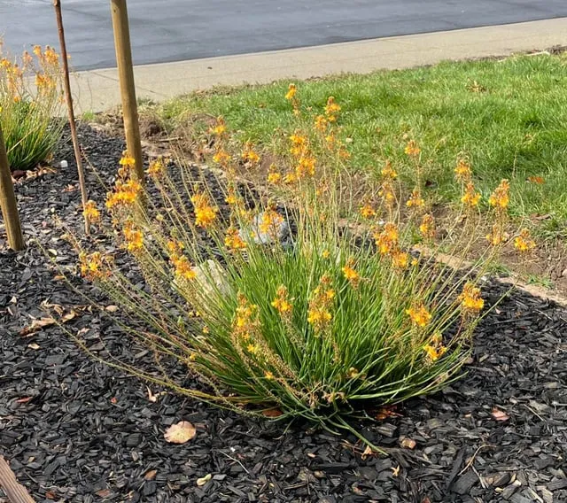 Mô tả một khu vườn với nhiều loại cây hoa đẹp đang nở rộ dưới ánh nắng ban mai