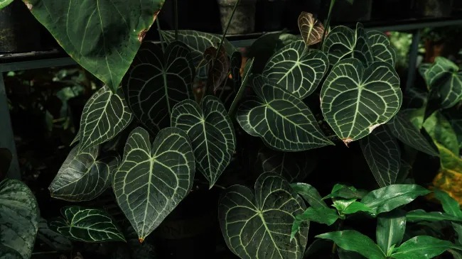 Cách Trồng Hương Nhu Tím Chi Tiết Từ Hạt Giống: Bí Quyết Đạt Năng Suất Cao