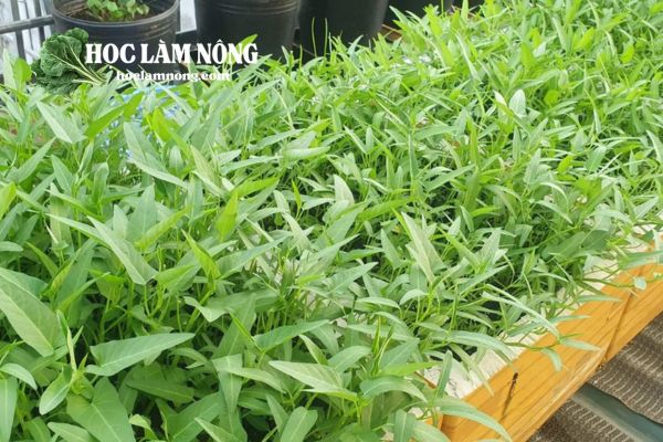 Cách Trồng Rau Quế Tại Nhà Đơn Giản Cho Người Mới Bắt Đầu