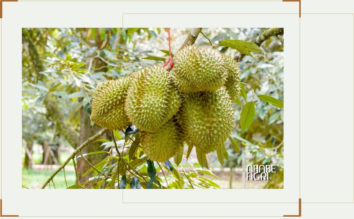 Cách Trồng Cây Chuối Dựa Vào Tường Đạt Năng Suất Cao, Chắc Khỏe Cách Trồng Cây Chuối Dựa Vào Tường Đạt Năng Suất Cao, Chắc Khỏe