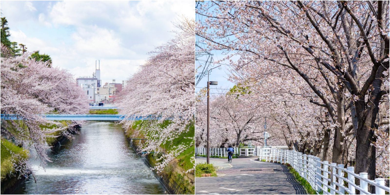 Cách Trồng Các Loại Hoa Tại Vũ Garden: Bí Quyết Cho Khu Vườn Rực Rỡ Cách Trồng Các Loại Hoa Tại Vũ Garden: Bí Quyết Cho Khu Vườn Rực Rỡ