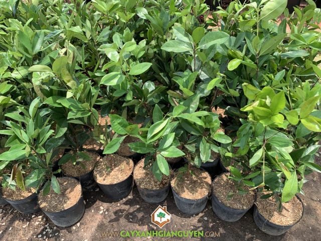 Cách Trồng Cherry Từ Hạt Tươi: Hướng Dẫn Trọn Bộ Từ A Đến Z