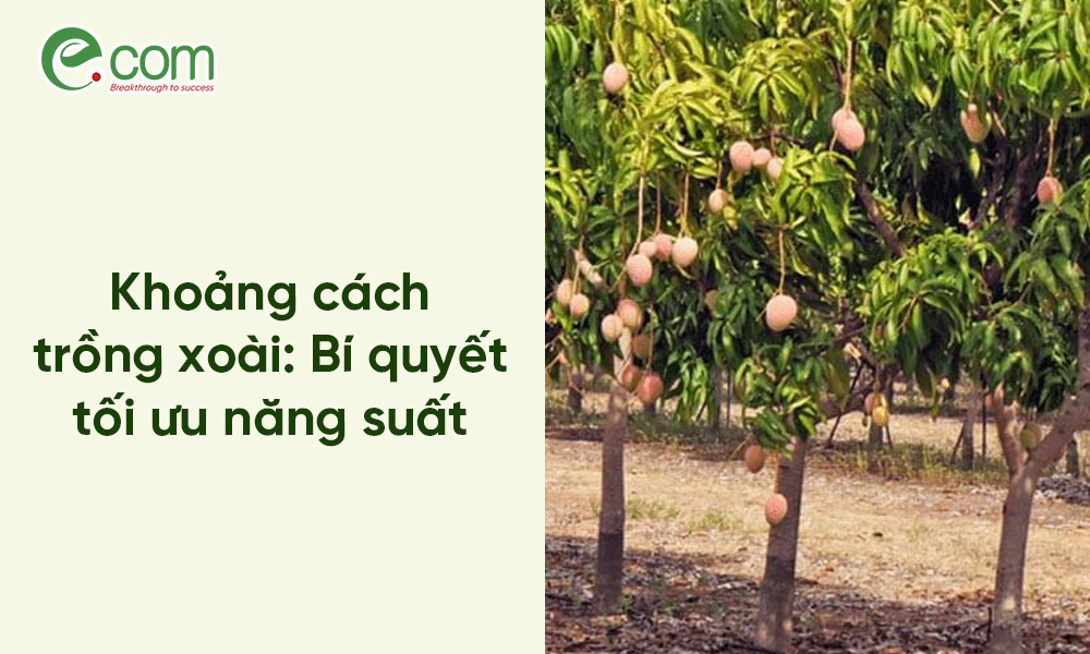 Cách Trồng Cải Bắp Tí Hon: Hướng Dẫn Kỹ Thuật Đạt Năng Suất Vượt Trội