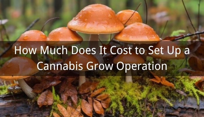 Cách Trồng Nấm Rơm Hiệu Quả Tại Nhà: Hướng Dẫn Chi Tiết Và Toàn Diện Nhất Cách Trồng Nấm Rơm Hiệu Quả Tại Nhà: Hướng Dẫn Chi Tiết Và Toàn Diện Nhất