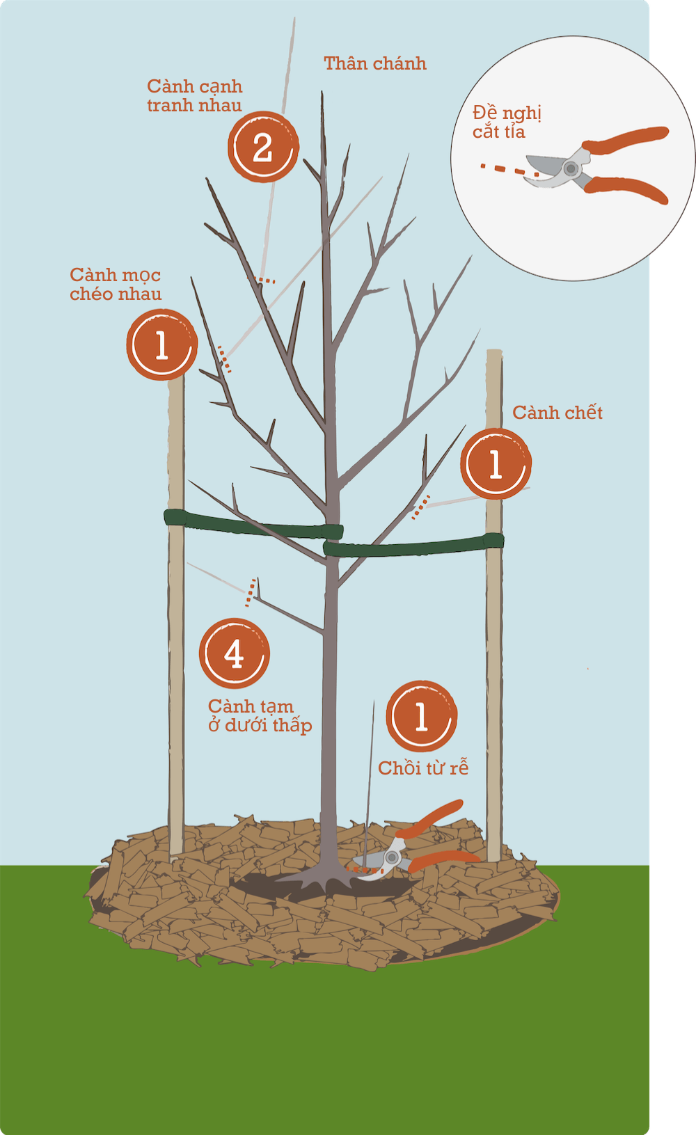 Cách Trồng Cây Cherry Tại Nhà: Hướng Dẫn Chi Tiết Từ A Đến Z