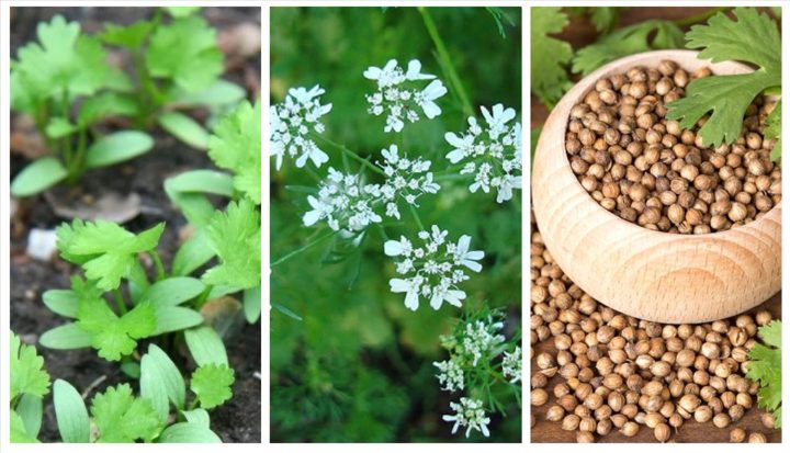 CÁCH TRỒNG HOA TRINH NỮ: Hướng Dẫn Chi Tiết Từ A Đến Z Cho Người Mới