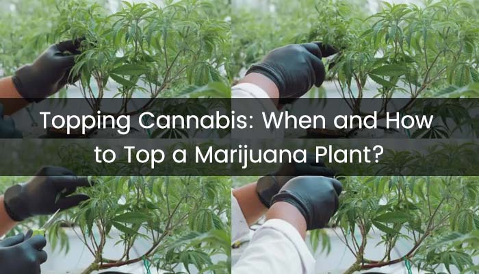 CÁCH TRỒNG HÀNH TÂY TRONG CHAI NHỰA: Hướng Dẫn Chi Tiết Tối Ưu Năng Suất