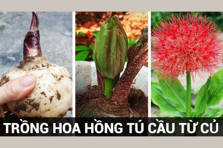 Cách Trồng Lan Vũ Nữ Hoàng Hậu: Hướng Dẫn Chi Tiết Và Chăm Sóc Đúng Kỹ Thuật Cách Trồng Lan Vũ Nữ Hoàng Hậu: Hướng Dẫn Chi Tiết Và Chăm Sóc Đúng Kỹ Thuật