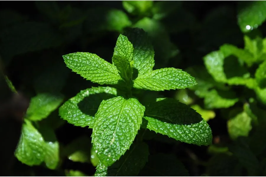 Cách Trồng Rau Húng Lủi Đơn Giản Tại Nhà Mang Lại Hương Thơm Tuyệt Vời Rau húng lủi xanh tươi