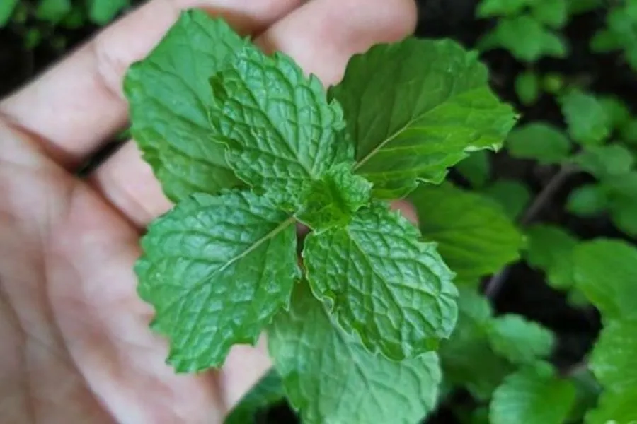 Giới thiệu chung về rau húng lủi