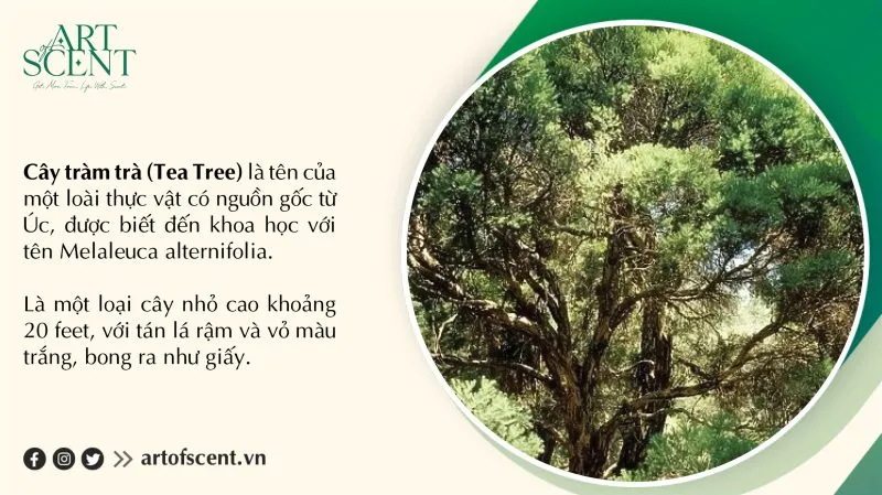 Đặc điểm hình thái lá và hoa của cây tràm trà Melaleuca alternifolia