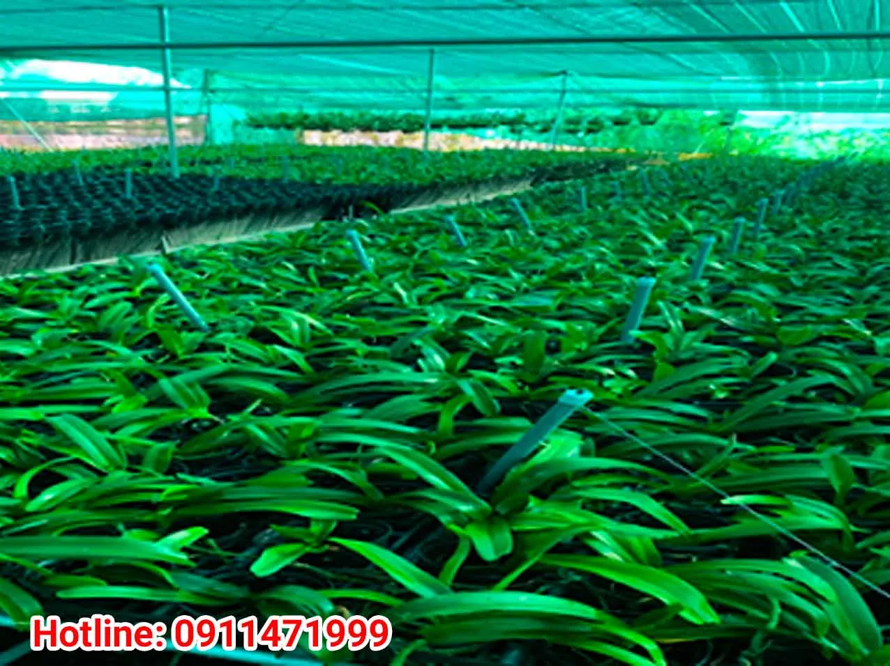 Ruồi trưởng thành và ấu trùng gây hại trên Lan Ngọc Điểm