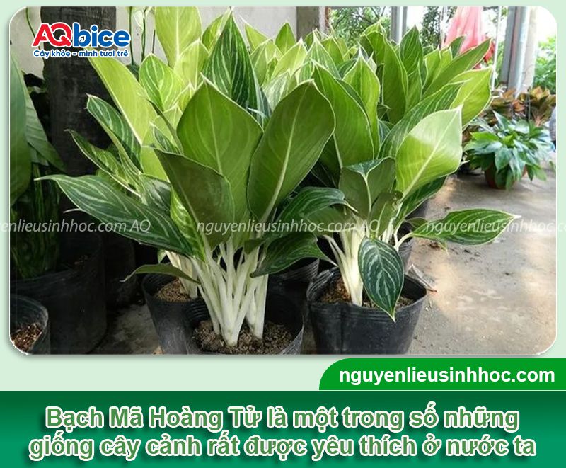 Cách Trồng Cây Bạch Mã Hoàng Tử Chuẩn Kỹ Thuật Giúp Cây Xanh Tốt Quanh Năm