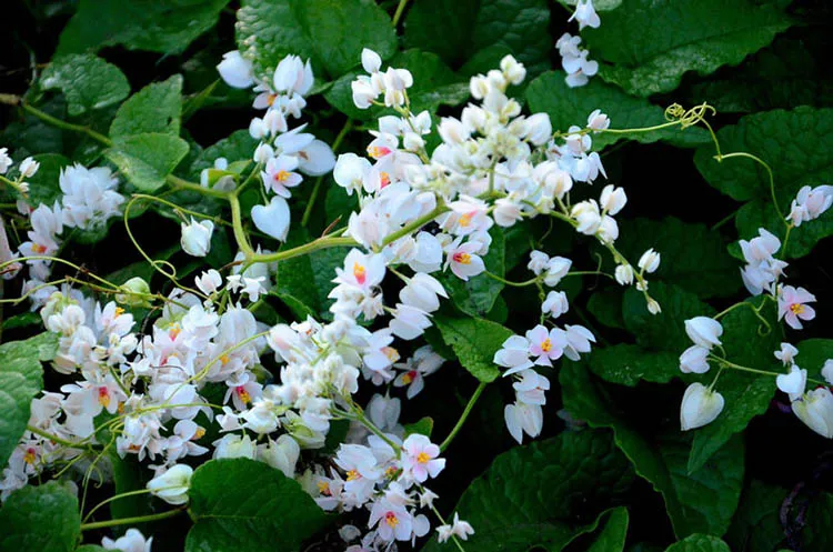 Hoa tigon trắng mọc thành chùm rủ xuống