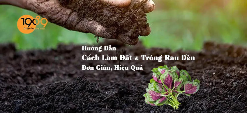 Hướng Dẫn Cách Làm Đất Trồng Rau Dền Chuẩn Chuyên Gia Tại Nhà Hướng Dẫn Cách Làm Đất Trồng Rau Dền Chuẩn Chuyên Gia Tại Nhà