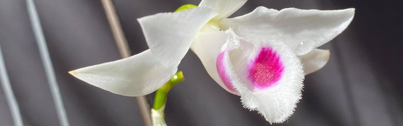 Cách Trồng Sen Bách Diệp Đạt Chuẩn Chuyên Gia: Kỹ Thuật Ươm Hạt Và Chăm Sóc Đúng Cách Cách Trồng Sen Bách Diệp Đạt Chuẩn Chuyên Gia: Kỹ Thuật Ươm Hạt Và Chăm Sóc Đúng Cách