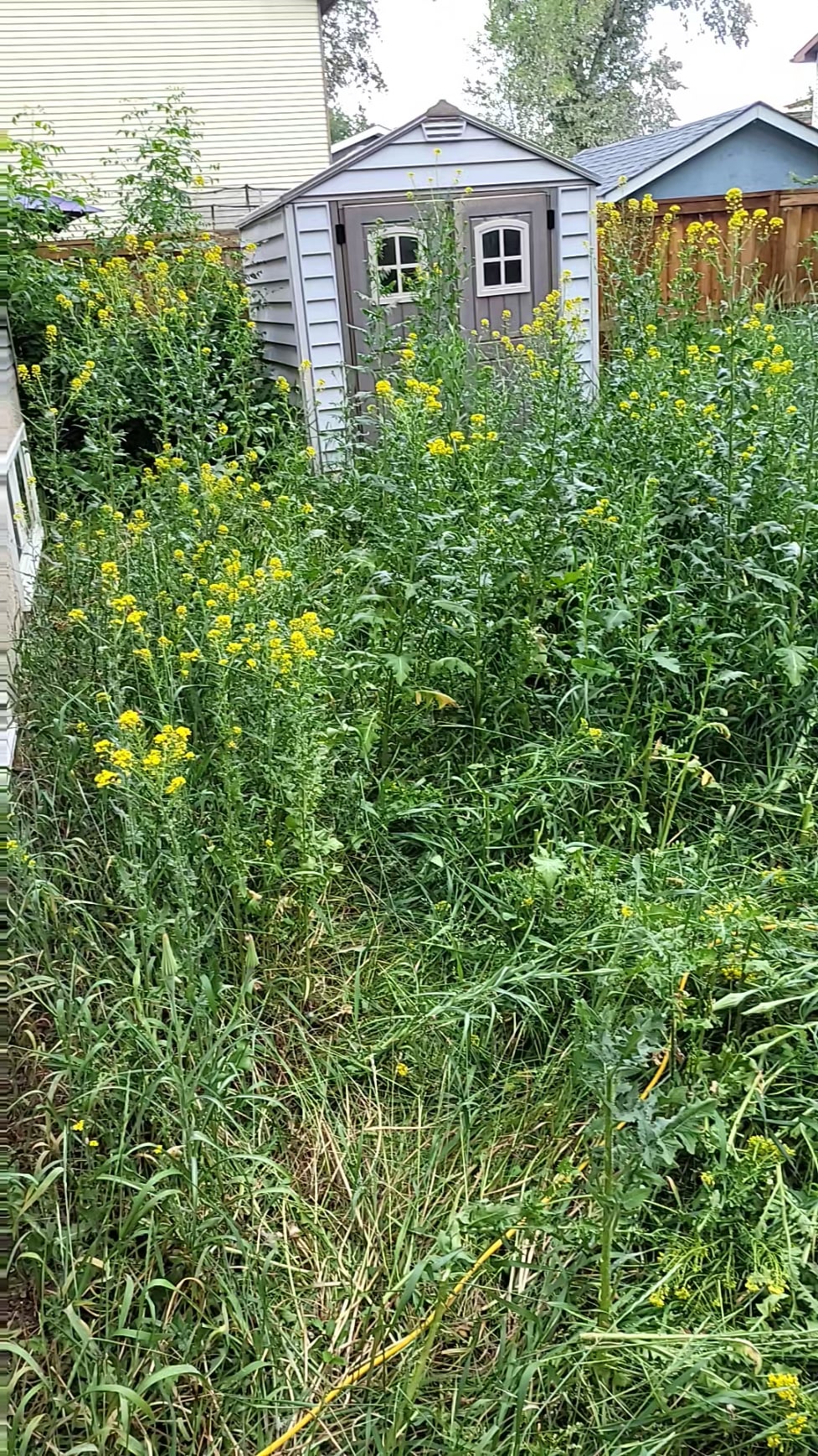 Cách Trồng Củ Sắn Dây Đạt Năng Suất Cao, Củ Siêu To Khổng Lồ Tại Vườn Nhà Cách Trồng Củ Sắn Dây Đạt Năng Suất Cao, Củ Siêu To Khổng Lồ Tại Vườn Nhà