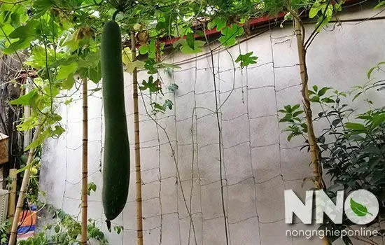 CÁCH TRỒNG BÍ XANH TRONG THÙNG XỐP: Cẩm Nang Chi Tiết Từ A Đến Z Quả bí xanh sau khi thu hoạch