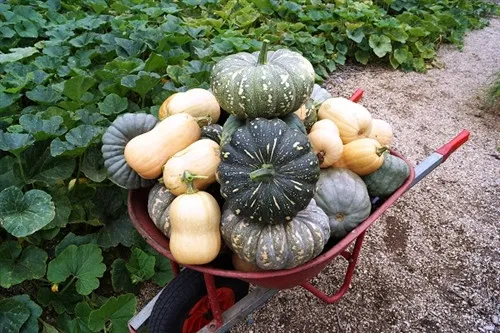 Vườn bí đỏ sai trĩu quả đang được thu hoạch