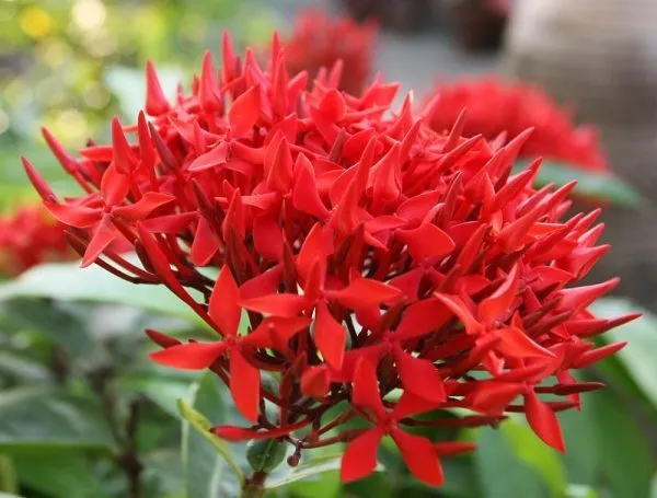 Hoa bông trang đỏ